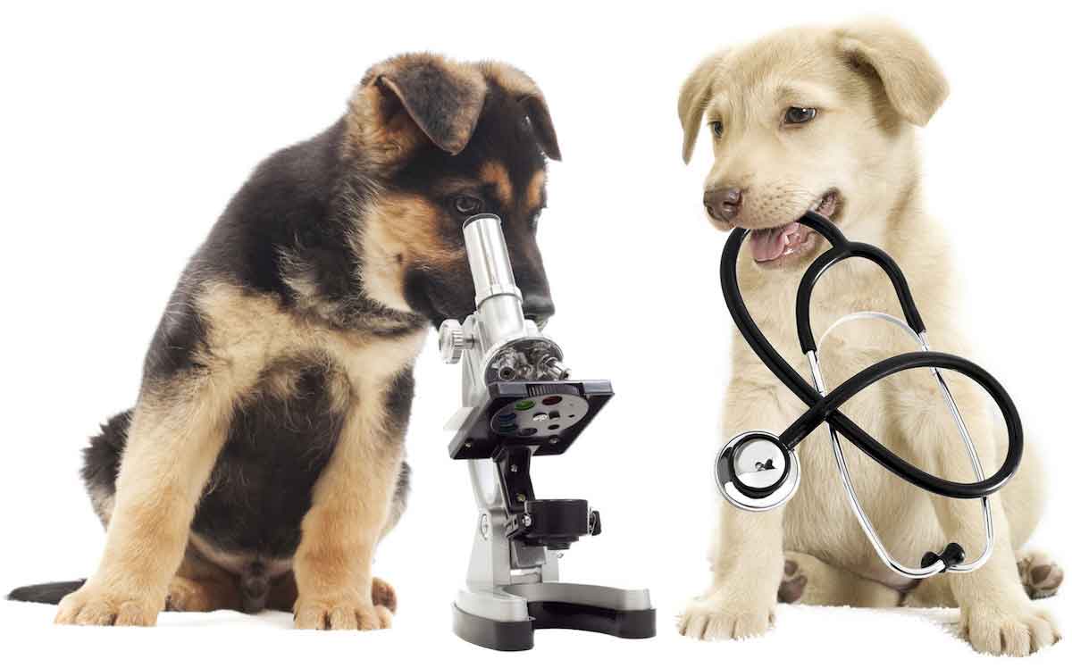 germ-shep-gold-lab-puppy-vets1200white