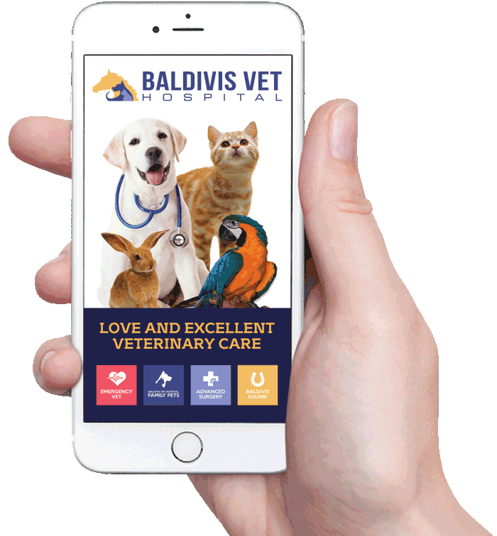 phone-app700png phone-app700png