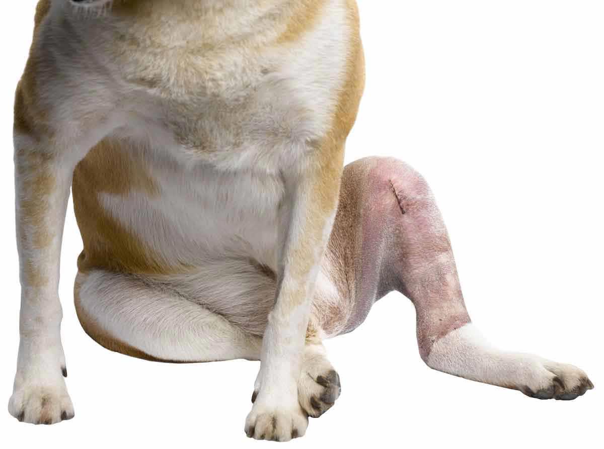 asc-cruciate-ligament1200white-new asc-cruciate-ligament1200white-new