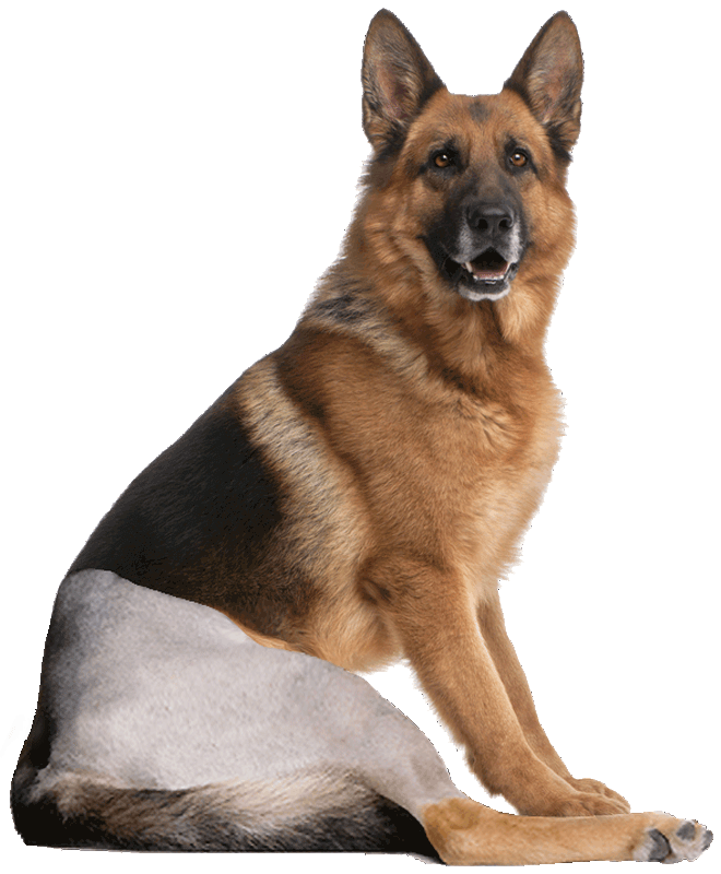 Cruciate repair TPLO surgery