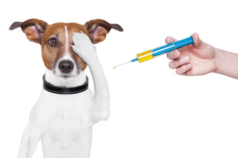 jack-russel-vaccination-white-bg800 jack-russel-vaccination-white-bg800