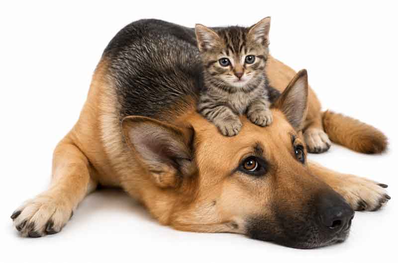 dog-kitten-onhead-new800