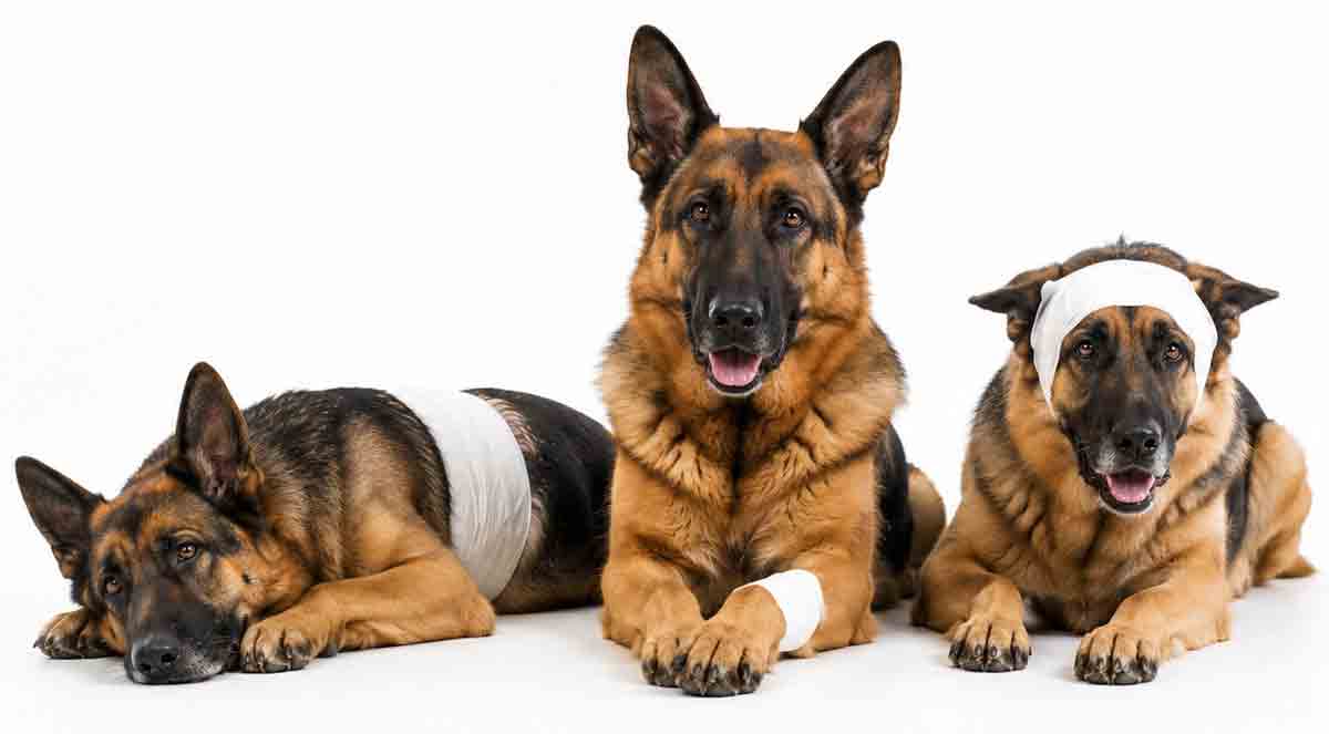 emerg-three-german-sheps1200white