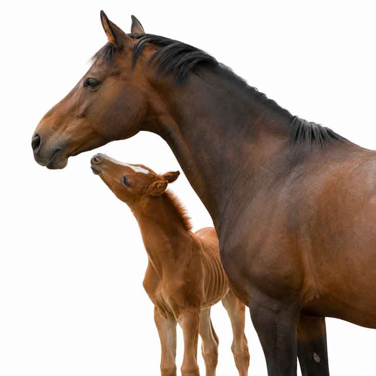 foal-mare-talk-new735white foal-mare-talk-new735white