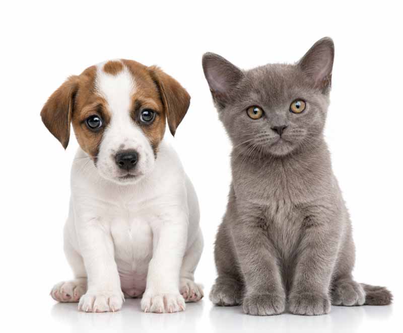 puppy-kitten-new800