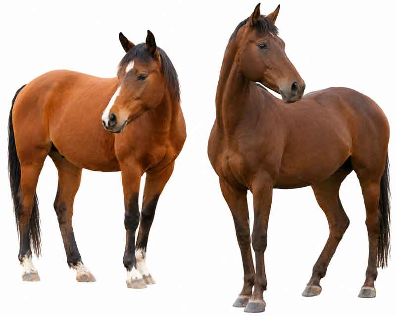 2xhorses-white-background-800new
