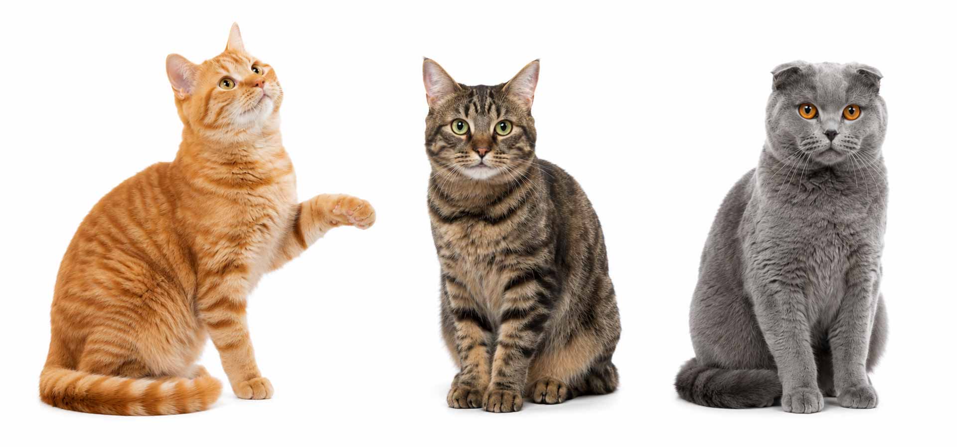 3xadult-cats-1920new