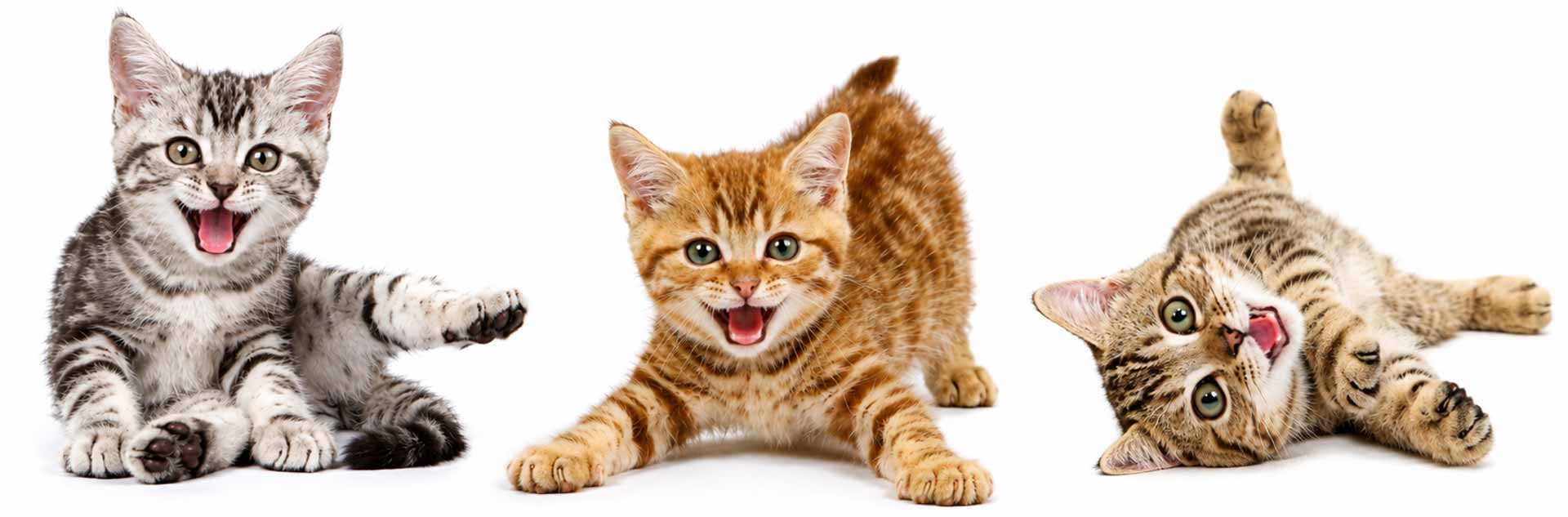 3xkittens-white1920new 3xkittens-white1920new