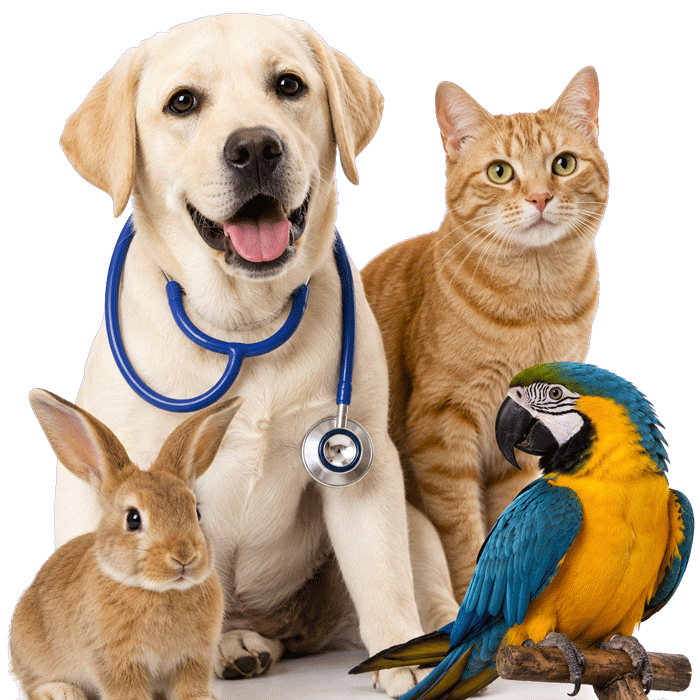 4xfamily-pets700px-new 4xfamily-pets700px-new