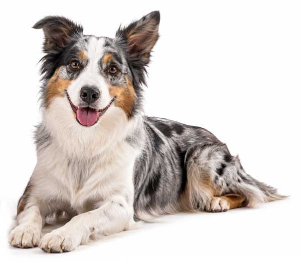 adult-dog3-600px-new adult-dog3-600px-new