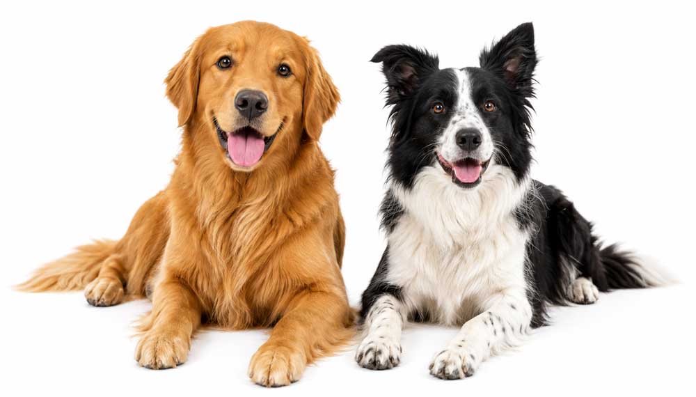 adult-dogs-1000px-new adult-dogs-1000px-new