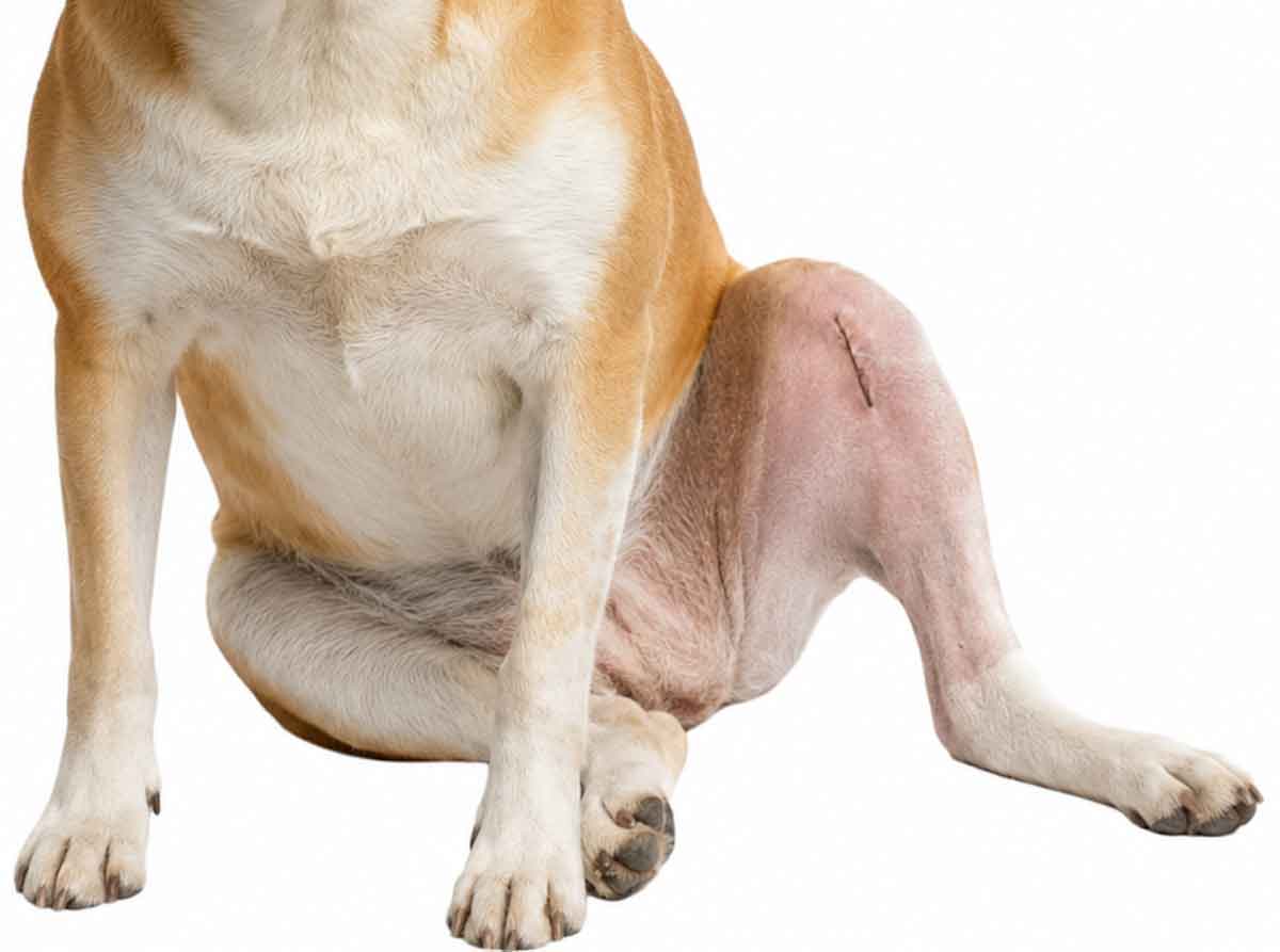 asc-cruciate-ligament1200white-newww asc-cruciate-ligament1200white-newww