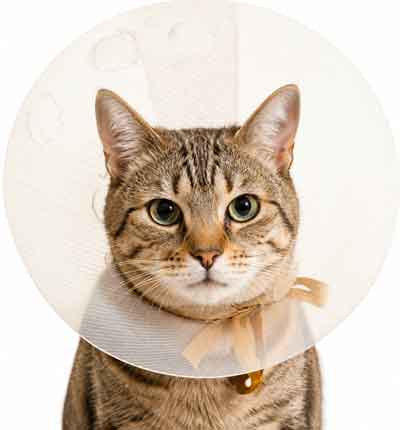 asc-emerg-cat-cone-400new asc-emerg-cat-cone-400new