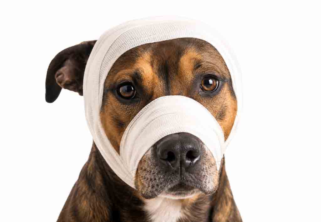bandaged-head-emerg1024new bandaged-head-emerg1024new