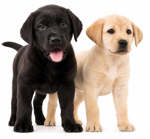 black-gold-lab-pups500new black-gold-lab-pups500new