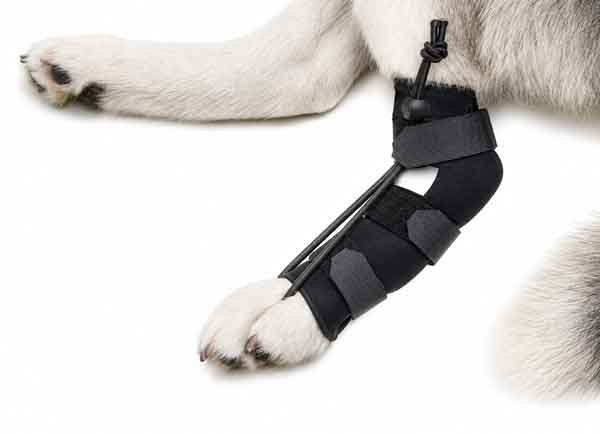broken-legs-asc-right600-new broken-legs-asc-right600-new