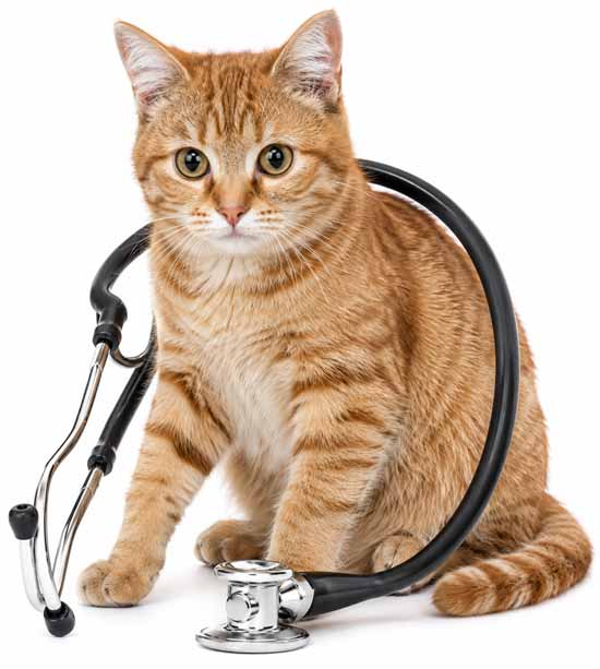 cat-stethascope550new