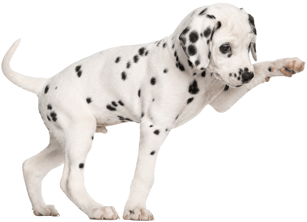 dalmation-pup-png600-new dalmation-pup-png600-new