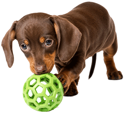 dauch-pup-ball400png-new dauch-pup-ball400png-new