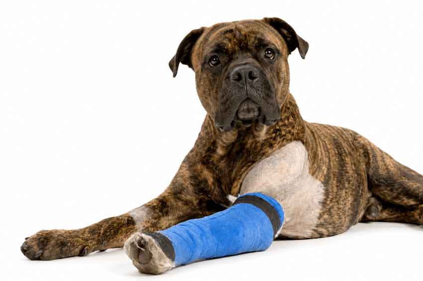 dog-boxer-asc-bandage-arm-850new dog-boxer-asc-bandage-arm-850new