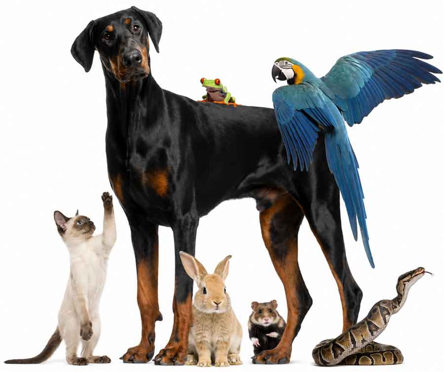 dog-cat-bunny-bird-frog-snake-mouse900new