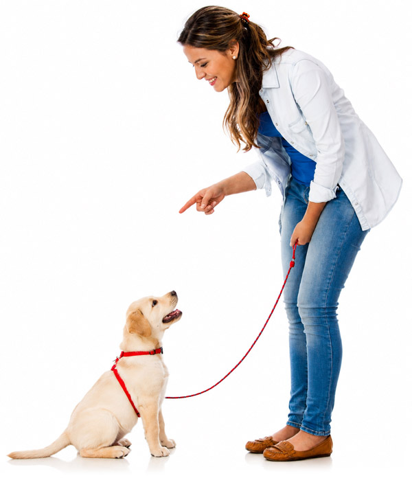 dog-on-lead600new