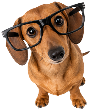 dog-reading-glasses-300-png-new dog-reading-glasses-300-png-new