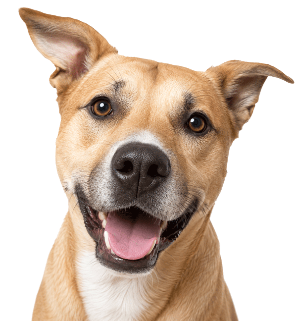 dog-smile600ps-new