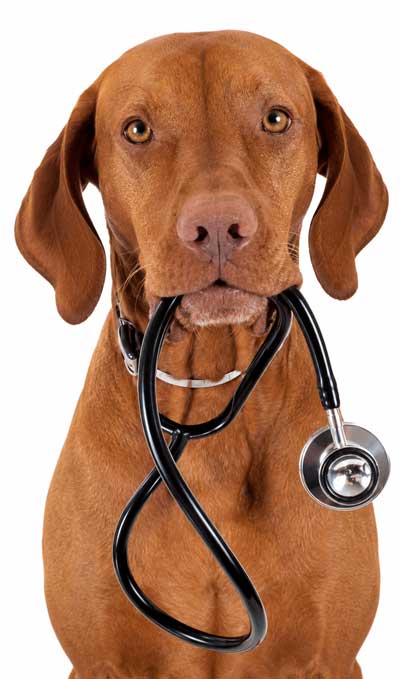 dog-stethascope400-new dog-stethascope400-new