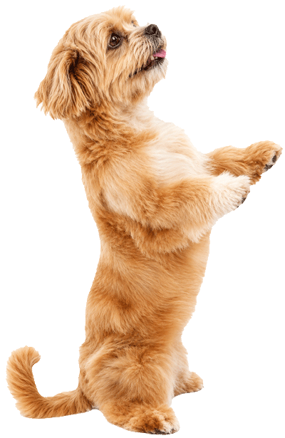 dogtraining-400png-new dogtraining-400png-new