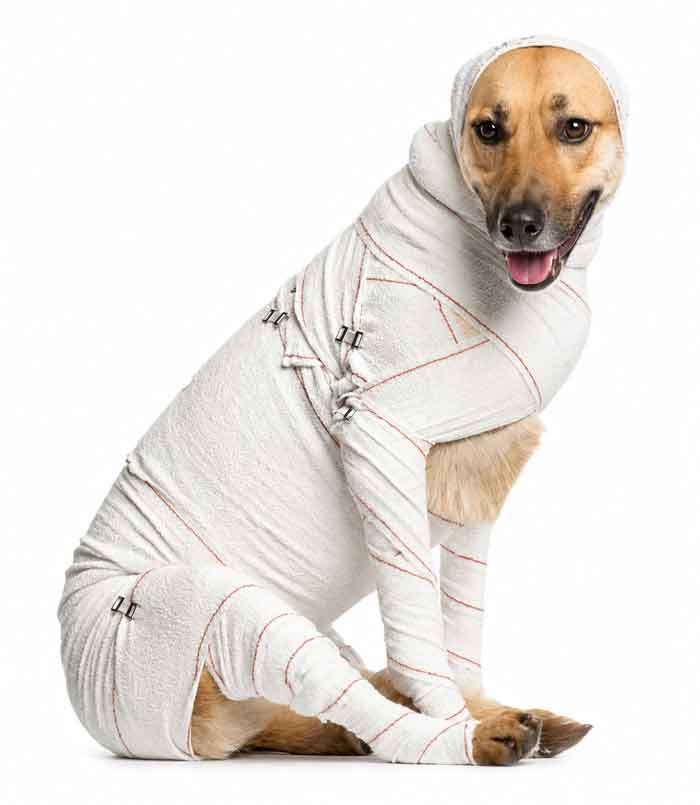 emergency-bandaged-dog700new emergency-bandaged-dog700new