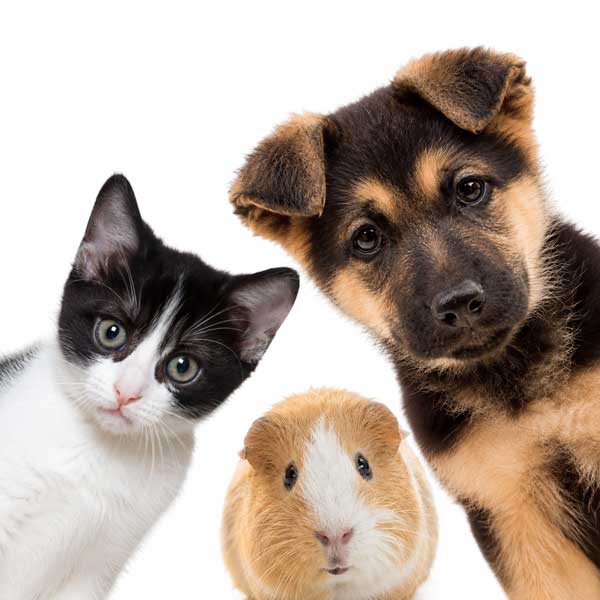 family-pets-square600web-new