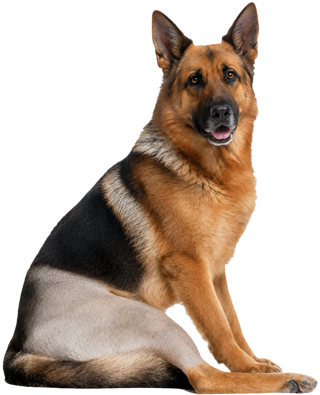 Cruciate repair TPLO surgery