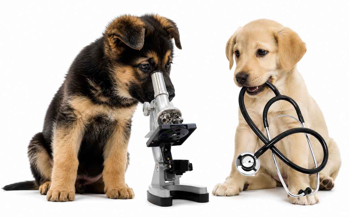 germ-shep-gold-lab-puppy-vets1200white-new