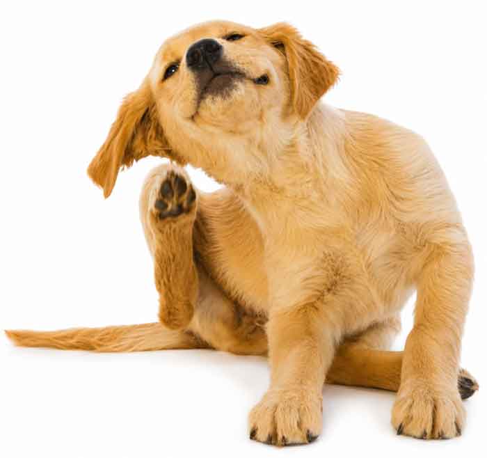 gold-ret-pup-scratching700new gold-ret-pup-scratching700new