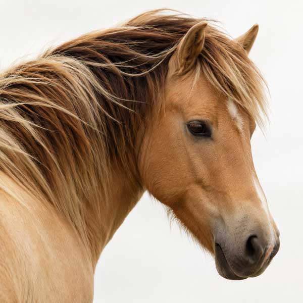 horse-square600web-new