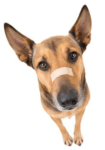 injured-dog-head350new injured-dog-head350new