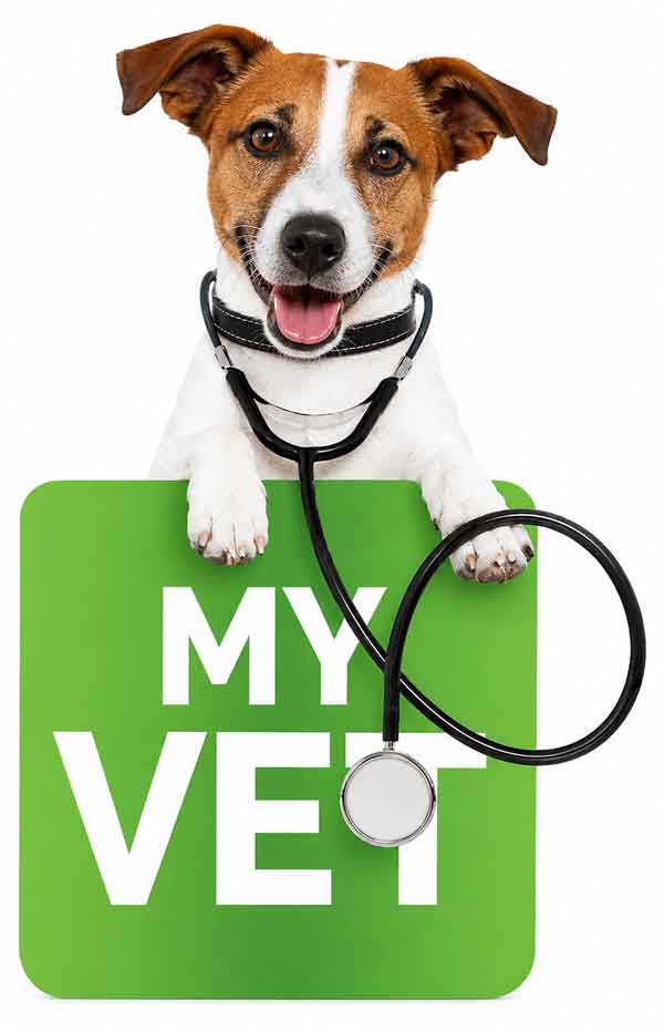 jack-russ-green-myvet-app-600new
