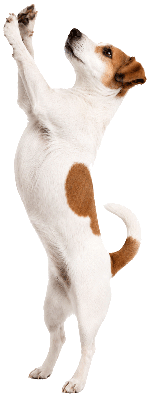 jack-russel-jump-300png-new jack-russel-jump-300png-new