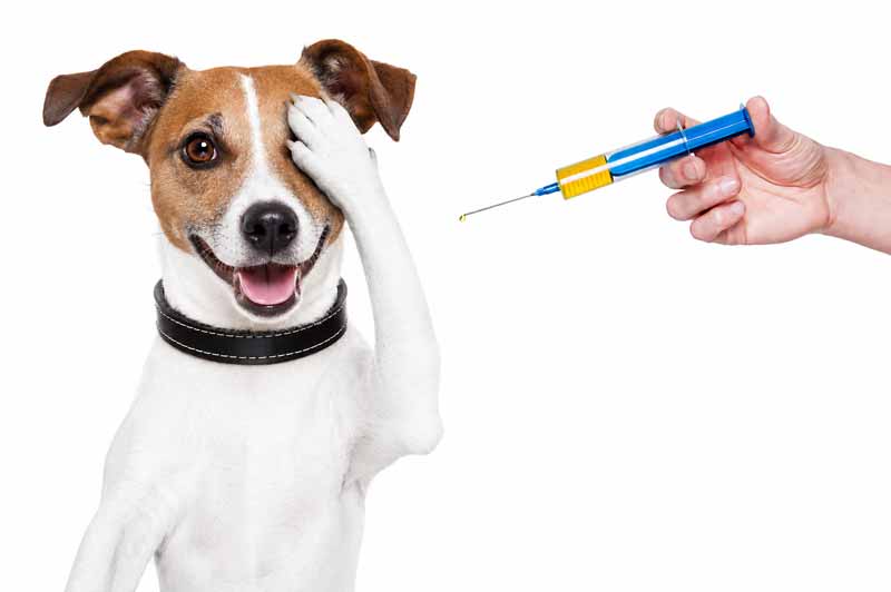 jack-russel-vaccination-800new jack-russel-vaccination-800new