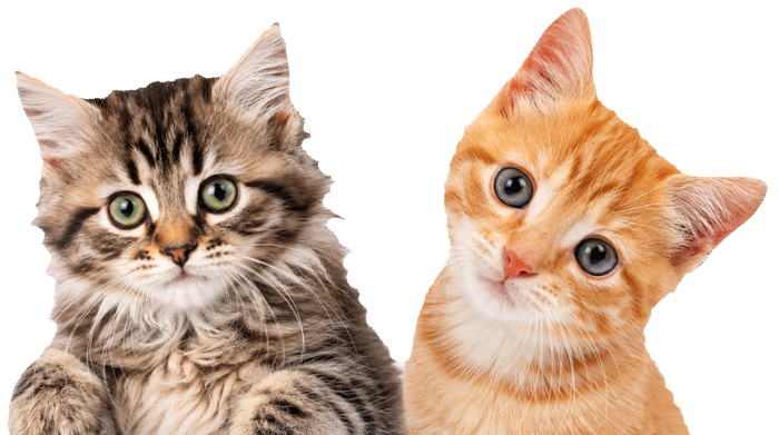 kitten-headshot-700png-new kitten-headshot-700png-new
