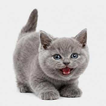 Flea Control