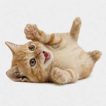 Socialisation & Toilet Training