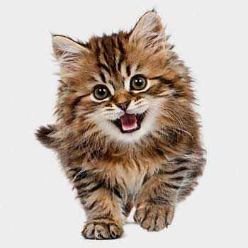 Deworming