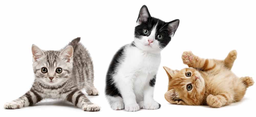 kittens-white1000new kittens-white1000new