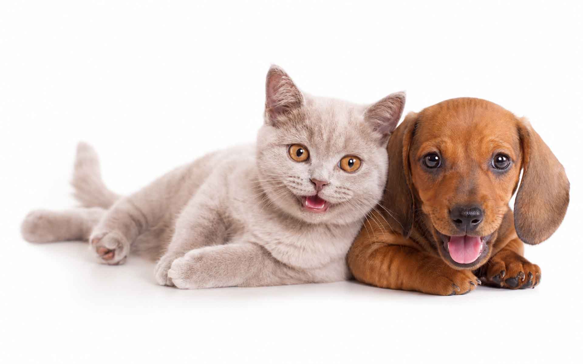 kitty-and-puppy1920new kitty-and-puppy1920new
