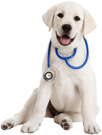 Parvo Virus