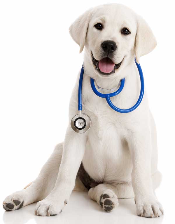lab-pup-stethescope600web-new