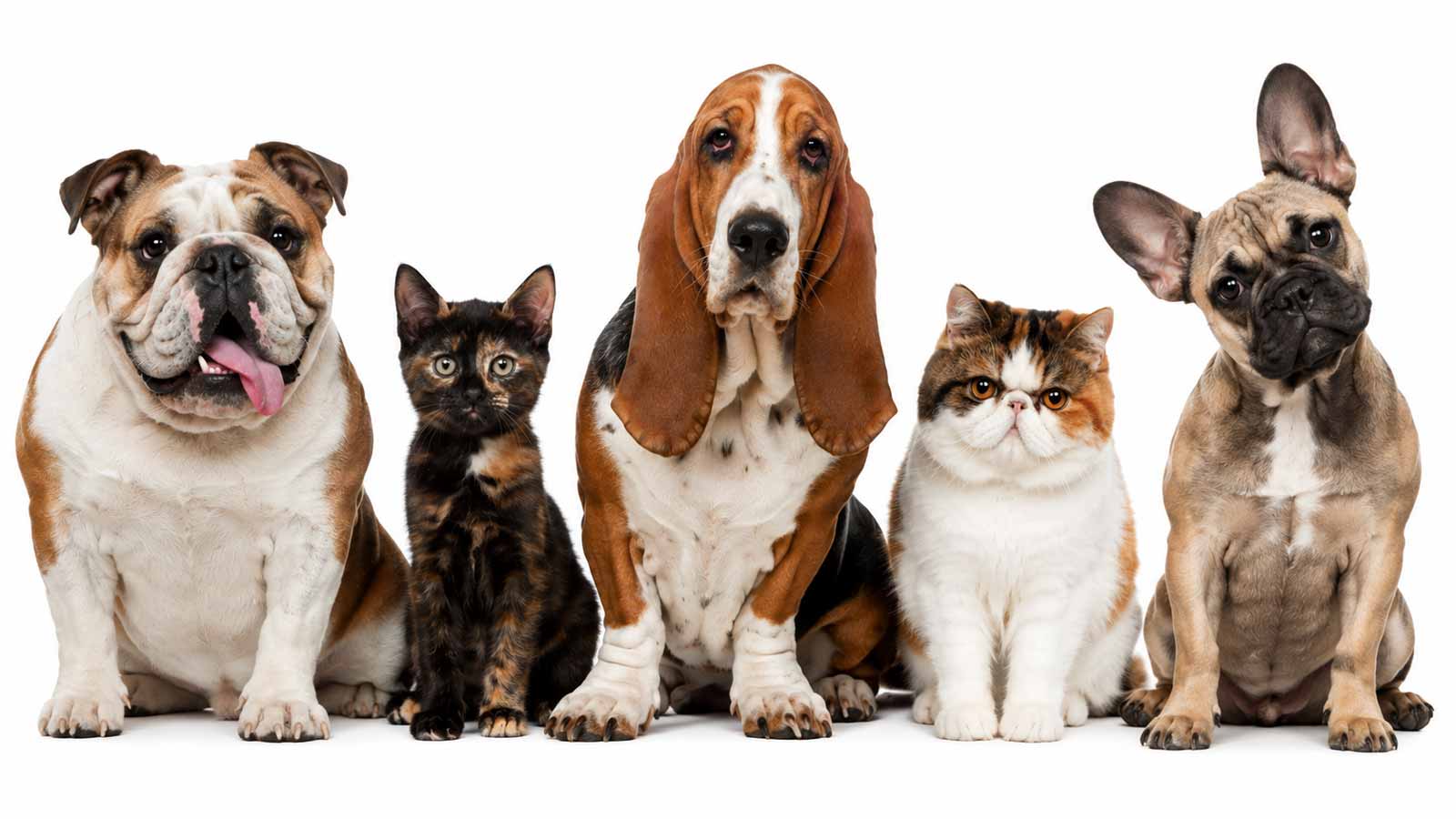 main-png-dogs-and-cats1600new