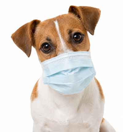 msk-jack-russel-400new msk-jack-russel-400new